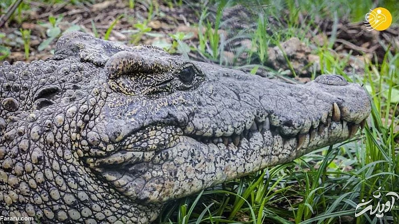 تصاویر منتخب حیات وحش در یک هفته